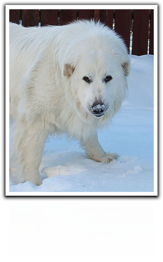 Щенки для дачи